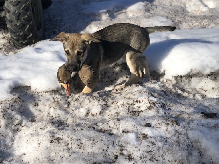 Mittsie Winkelman, a Siberian Husky and German Shepherd Dog mix tested with EmbarkVet.com