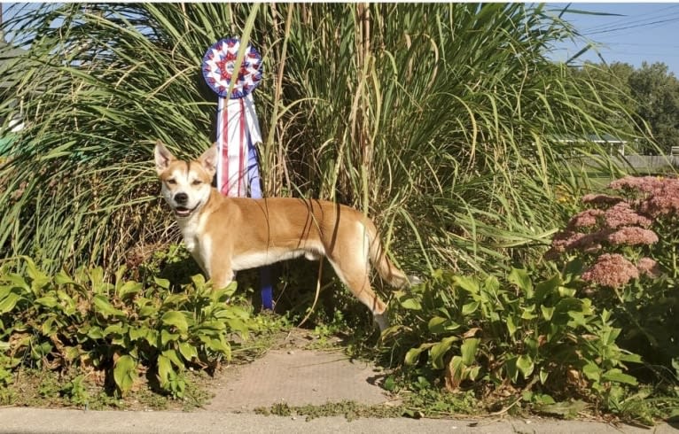 Joe, a Carolina Dog tested with EmbarkVet.com