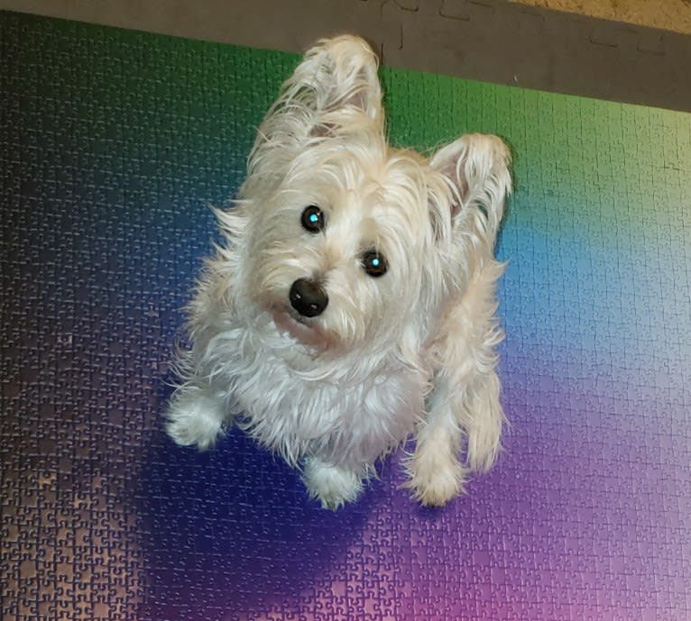 Riley, a West Highland White Terrier tested with EmbarkVet.com