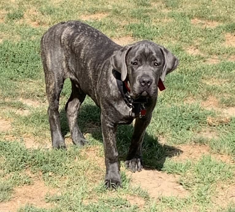 Rocco Roman Hughes, a Cane Corso tested with EmbarkVet.com