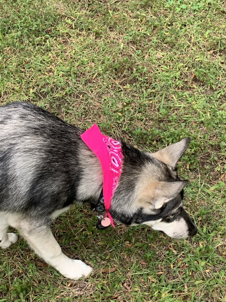 KAI, a Siberian Husky and Alaskan Malamute mix tested with EmbarkVet.com