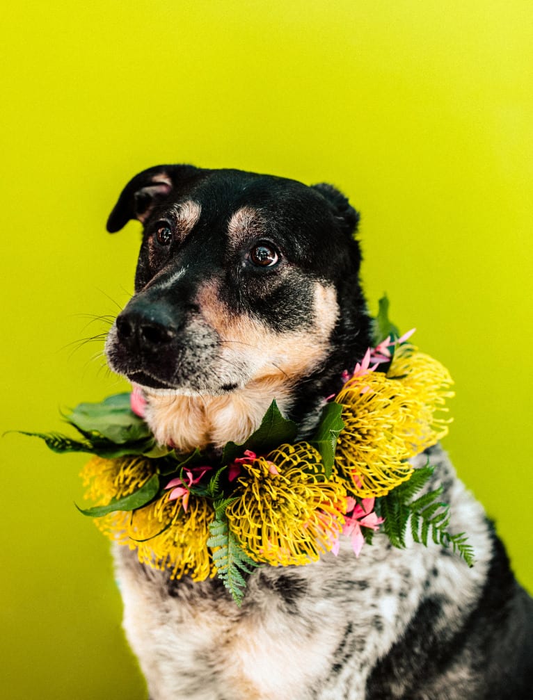 Aspen, an Australian Cattle Dog and Chow Chow mix tested with EmbarkVet.com