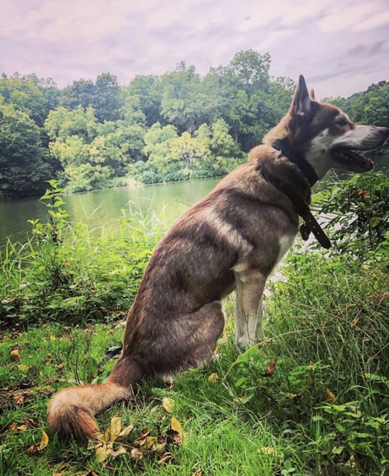 Asha, a Siberian Husky and German Shepherd Dog mix tested with EmbarkVet.com