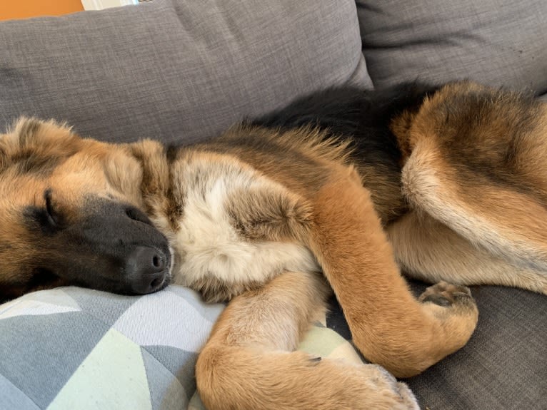 Lobo, a German Shepherd Dog and Siberian Husky mix tested with EmbarkVet.com