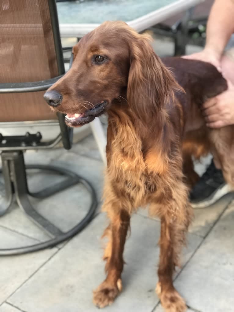 Ralphie, an Irish Setter tested with EmbarkVet.com