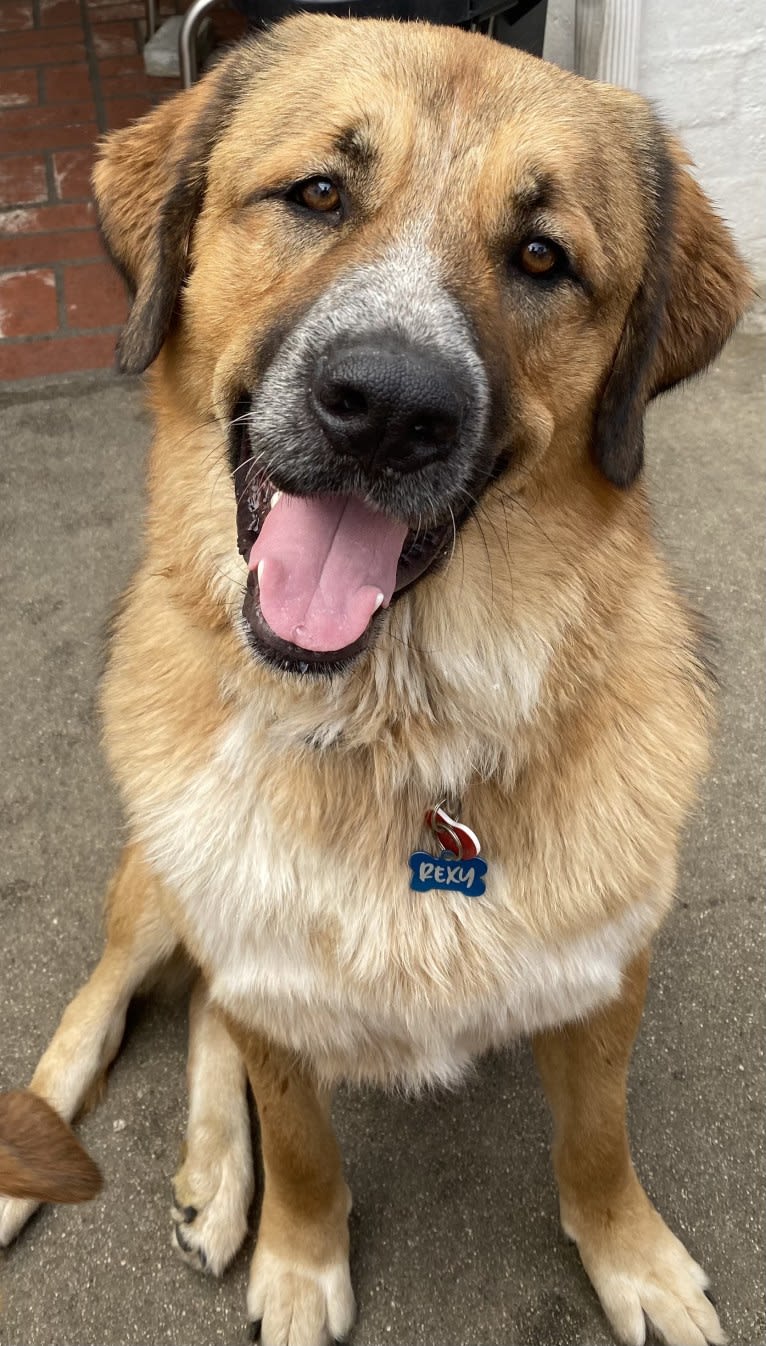 Rexy, an Armenian Gampr and Rottweiler mix tested with EmbarkVet.com