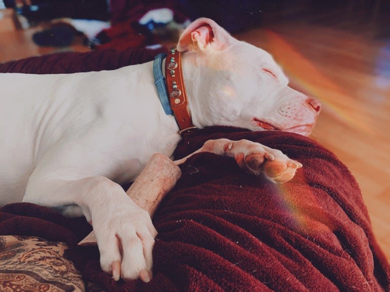 Nina, an American Bulldog and American Pit Bull Terrier mix tested with EmbarkVet.com