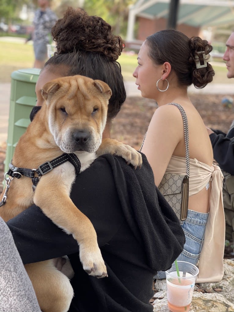 Giorgio, a Chinese Shar-Pei tested with EmbarkVet.com