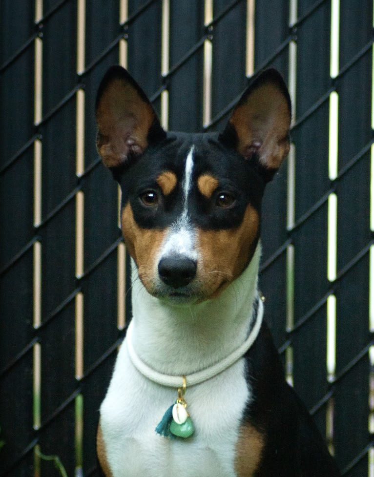 Orion, a Basenji tested with EmbarkVet.com