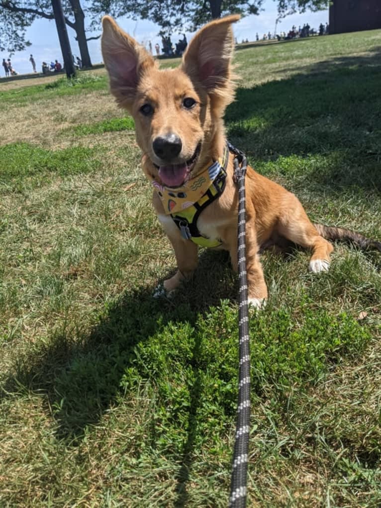 Tamaki, a German Shepherd Dog and American Pit Bull Terrier mix tested with EmbarkVet.com