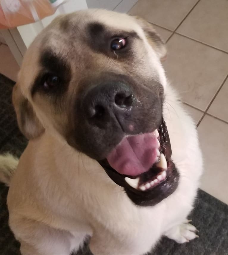 Shane, a Mastiff and Great Pyrenees mix tested with EmbarkVet.com