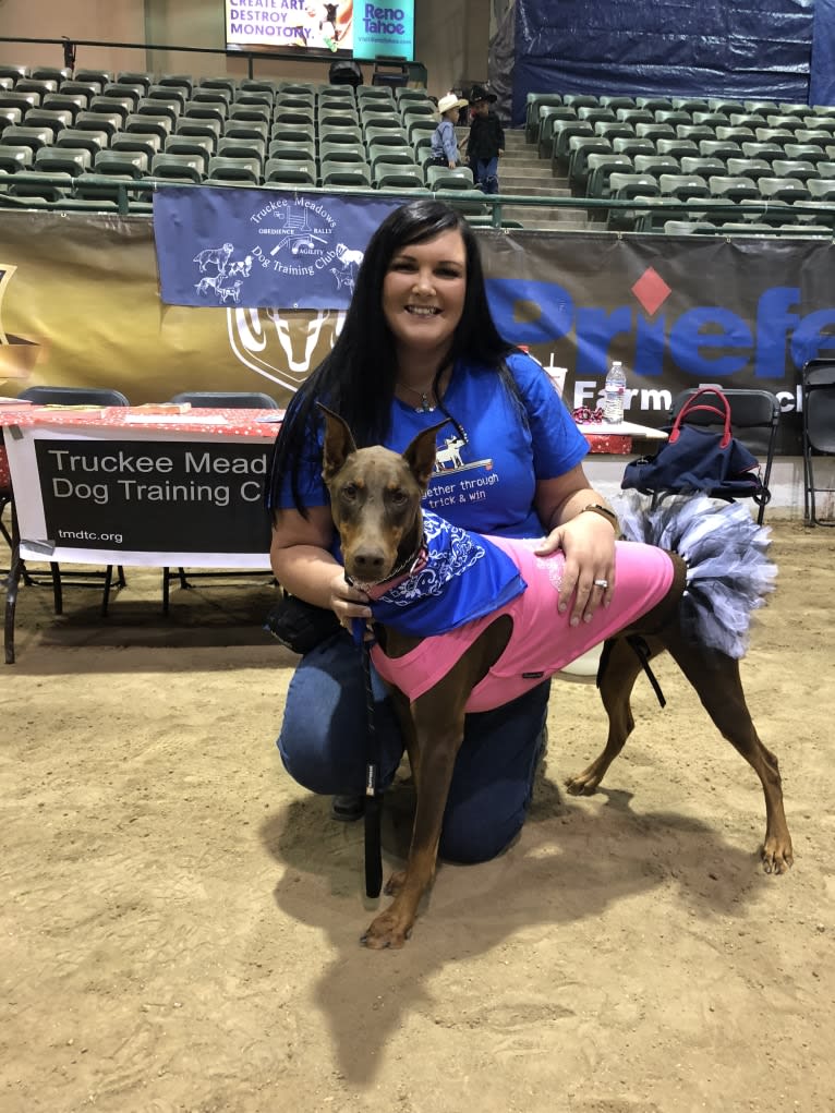 Luna, a Doberman Pinscher tested with EmbarkVet.com