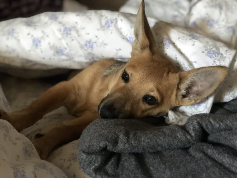 Goober, a Chihuahua and Chow Chow mix tested with EmbarkVet.com