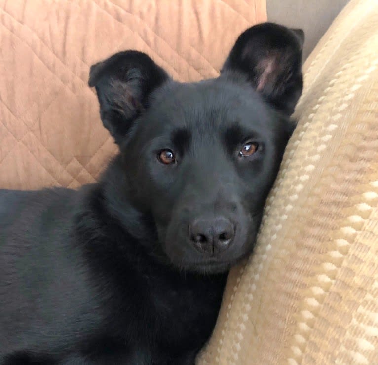 Kona, a Siberian Husky and Chow Chow mix tested with EmbarkVet.com