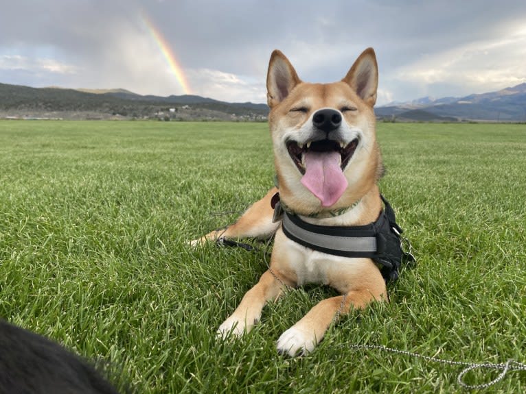 Kyoto, a Shiba Inu tested with EmbarkVet.com