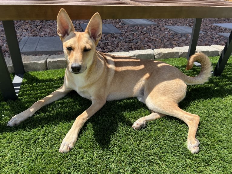 Lady Nala Bear BCF, a Carolina Dog tested with EmbarkVet.com