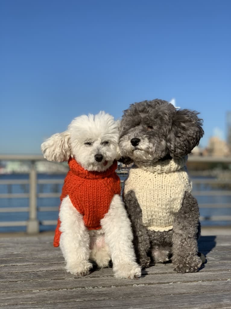 Roger, a Poodle (Small) tested with EmbarkVet.com