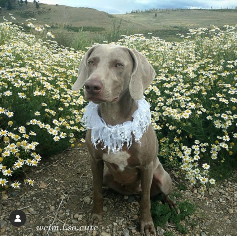 Shelby, a Weimaraner tested with EmbarkVet.com