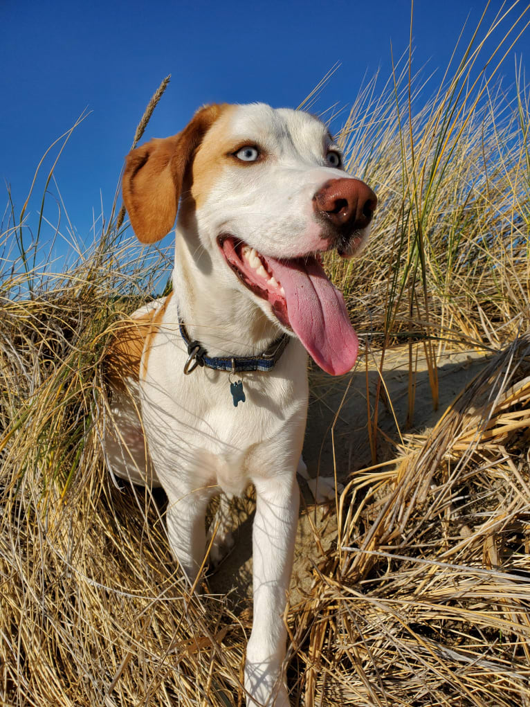 Arlo, an American Foxhound and German Shepherd Dog mix tested with EmbarkVet.com