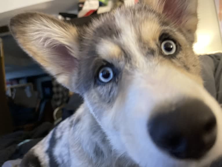 Brooks K. Crowley, a Siberian Husky and Pembroke Welsh Corgi mix tested with EmbarkVet.com
