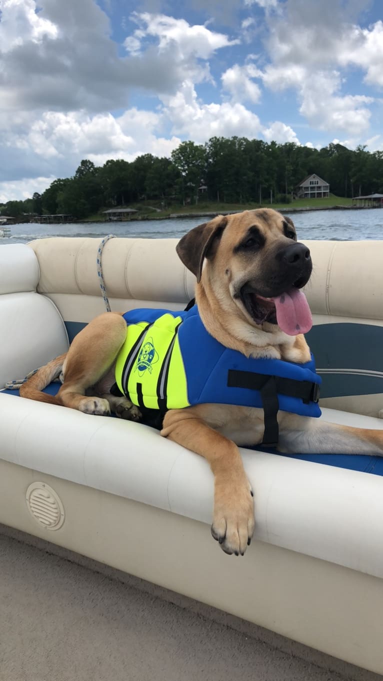 Baloo, a Cane Corso and Labrador Retriever mix tested with EmbarkVet.com