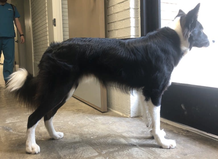 Shine On’s A Great Deal of Bravery “Neville”, a Border Collie tested with EmbarkVet.com
