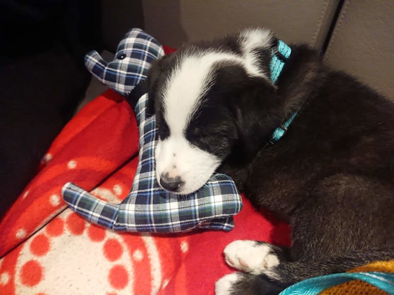 Whisky, an Australian Shepherd and Dalmatian mix tested with EmbarkVet.com