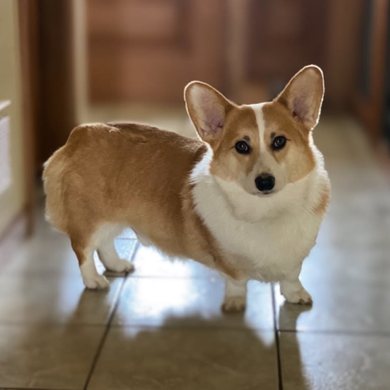 Kudzu (Zuzu), a Pembroke Welsh Corgi tested with EmbarkVet.com