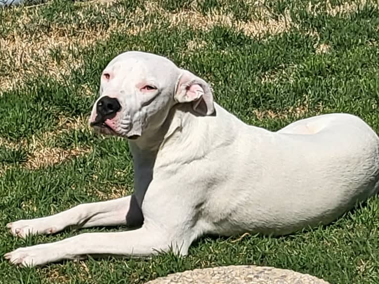 Opie, a Dogo Argentino tested with EmbarkVet.com