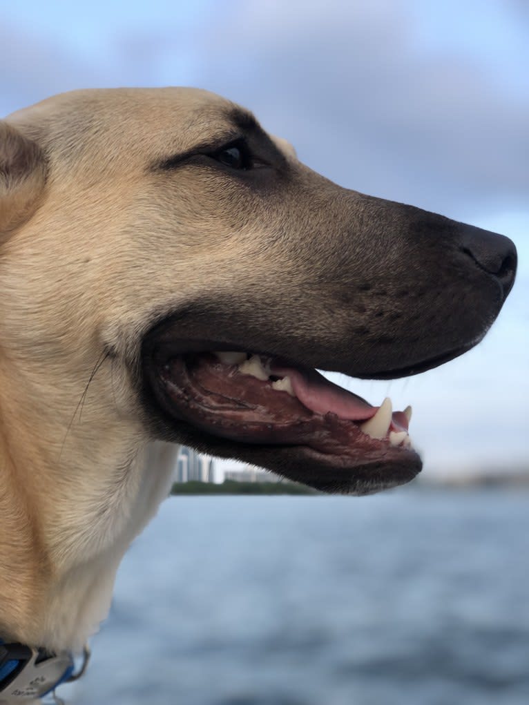 Milo, an American Pit Bull Terrier and Labrador Retriever mix tested with EmbarkVet.com