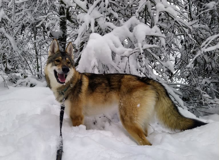 "Yakari"  Lone Tamaskan Arkham Bruce Wayne, a Siberian Husky and Alaskan Malamute mix tested with EmbarkVet.com