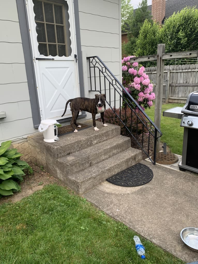 Chidi Buddy, an American Bully tested with EmbarkVet.com