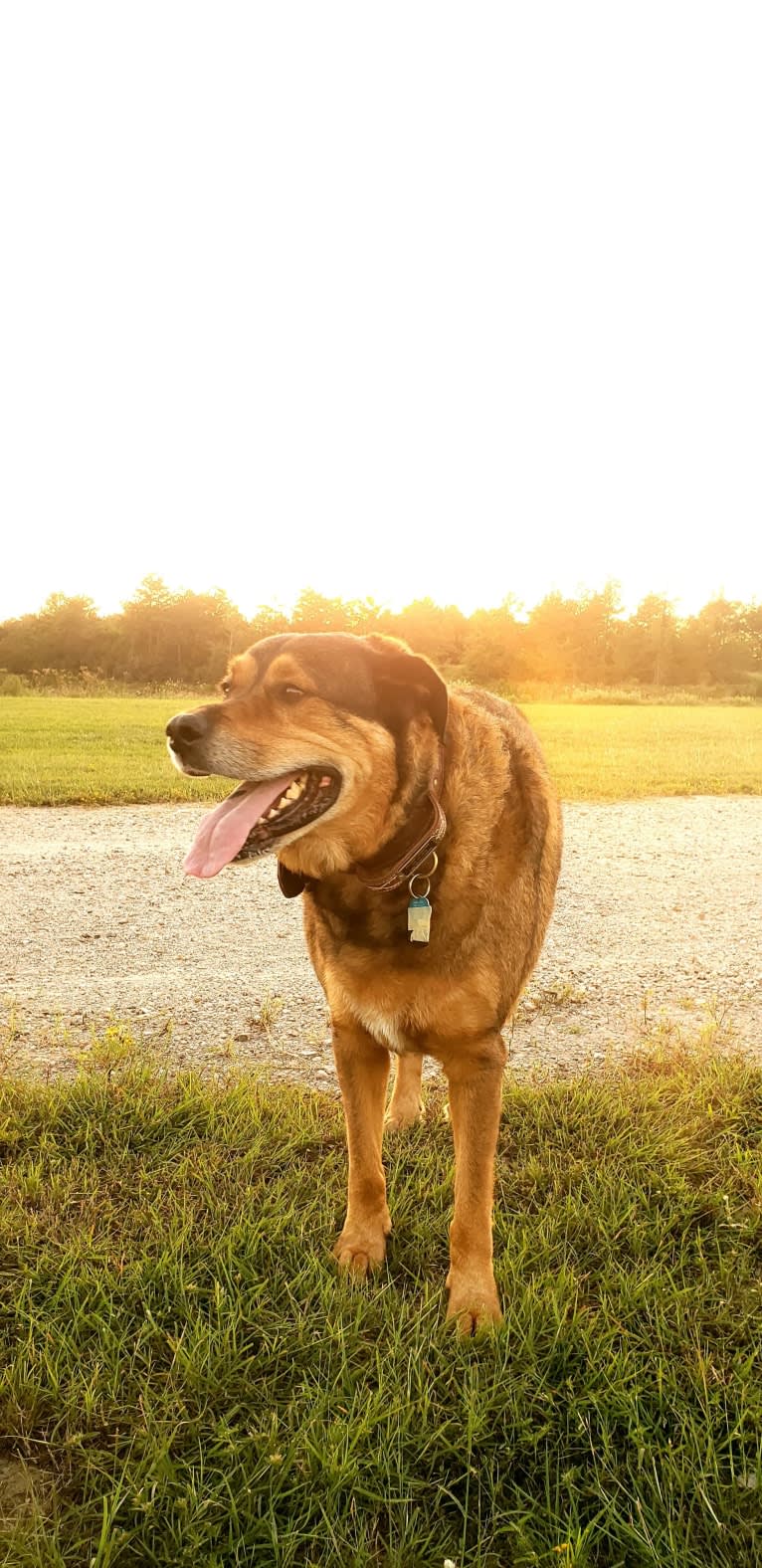 Cooper, a Great Pyrenees and Rottweiler mix tested with EmbarkVet.com