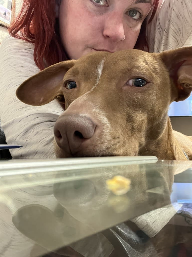 Bruce, an American Pit Bull Terrier and Chihuahua mix tested with EmbarkVet.com