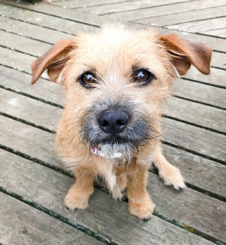 Willie, an Australian Cattle Dog and Pug mix tested with EmbarkVet.com
