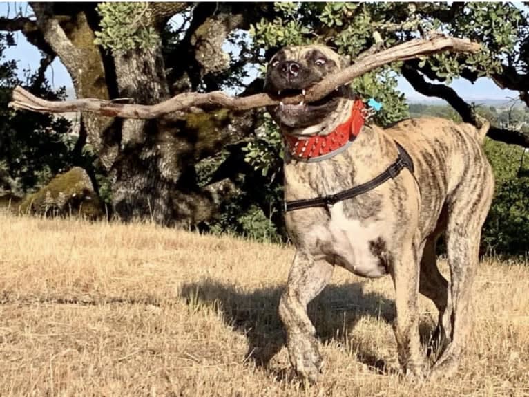 Koa, a Perro de Presa Canario tested with EmbarkVet.com