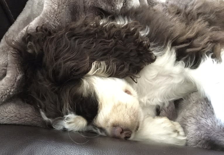 Archie, a Cocker Spaniel tested with EmbarkVet.com