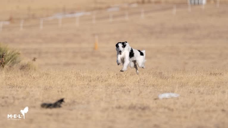 Django, a Silken Windhound tested with EmbarkVet.com