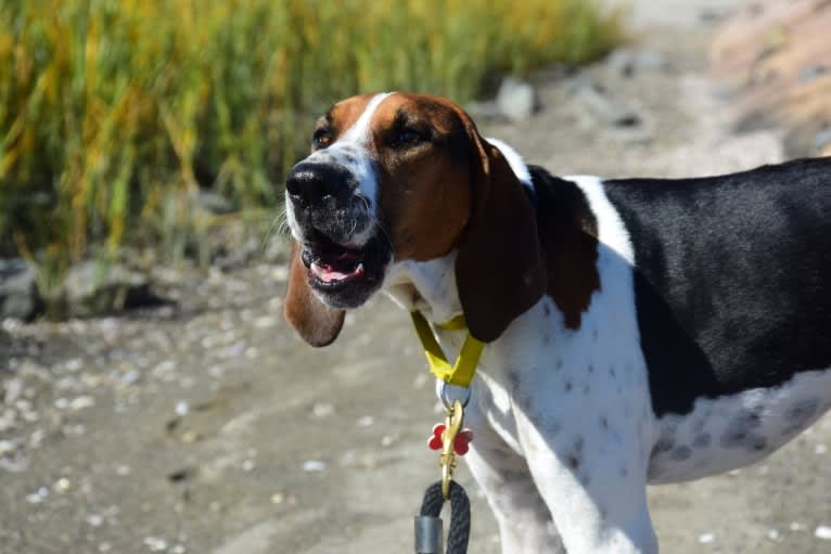 Murphy, a Treeing Walker Coonhound tested with EmbarkVet.com