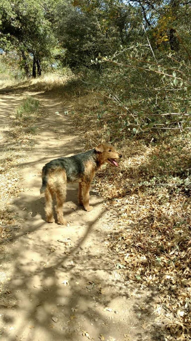 Sasha, an Airedale Terrier tested with EmbarkVet.com