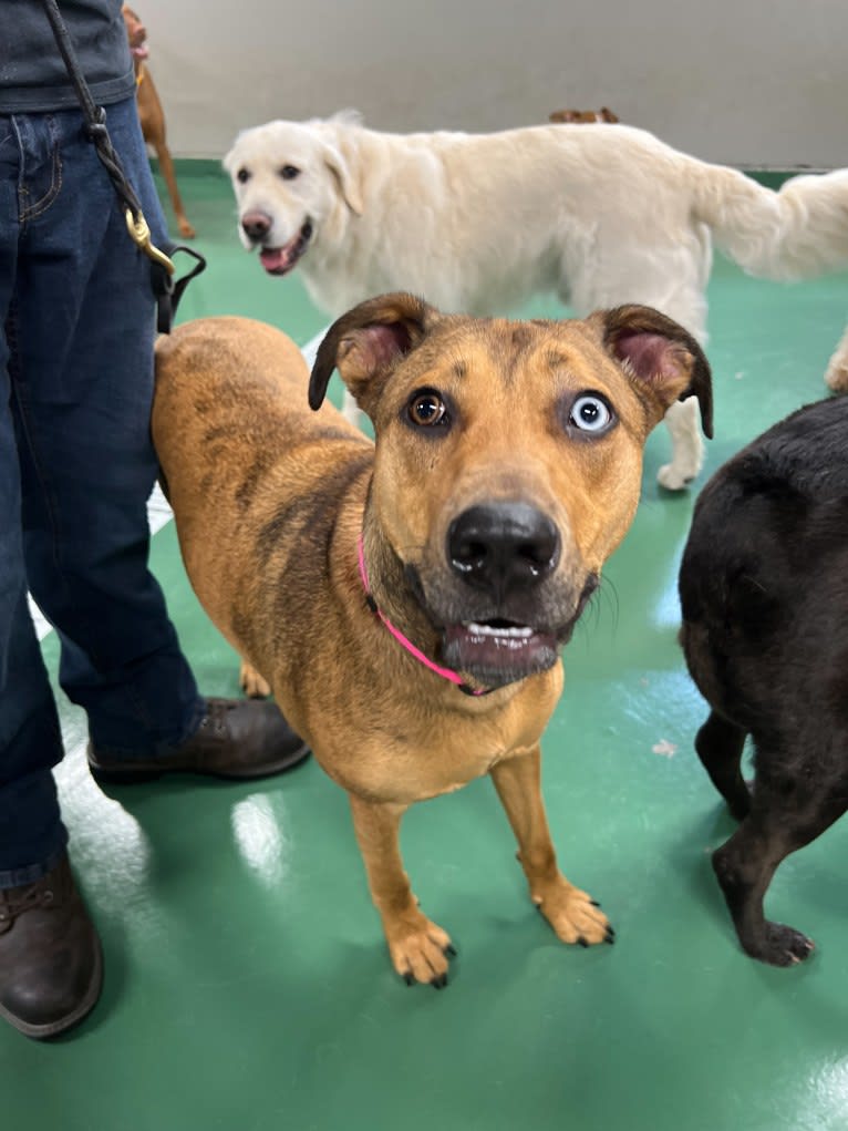 Walker, an American Pit Bull Terrier and Rottweiler mix tested with EmbarkVet.com