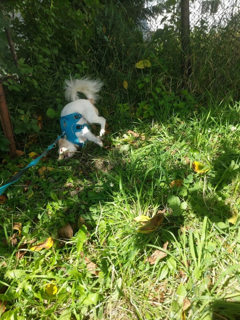 Lizzy (Eliza/Elizabeth), an Eastern European Village Dog and Pekingese mix tested with EmbarkVet.com