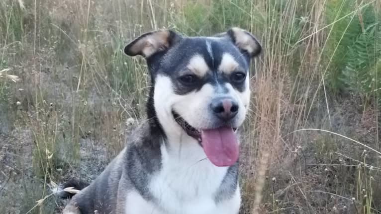 Leo, an Australian Cattle Dog and French Bulldog mix tested with EmbarkVet.com