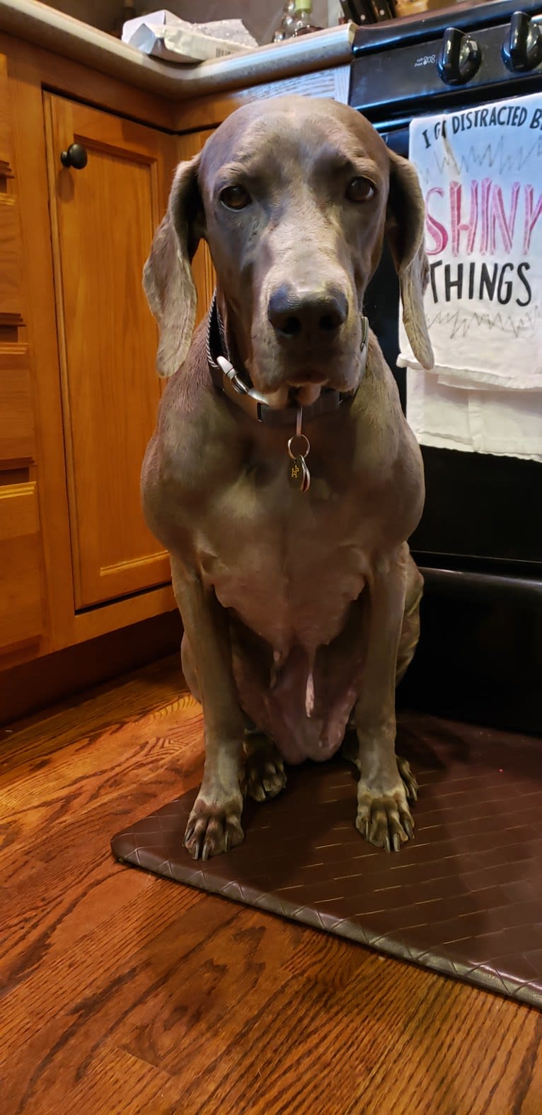 Sophie, a Weimaraner tested with EmbarkVet.com