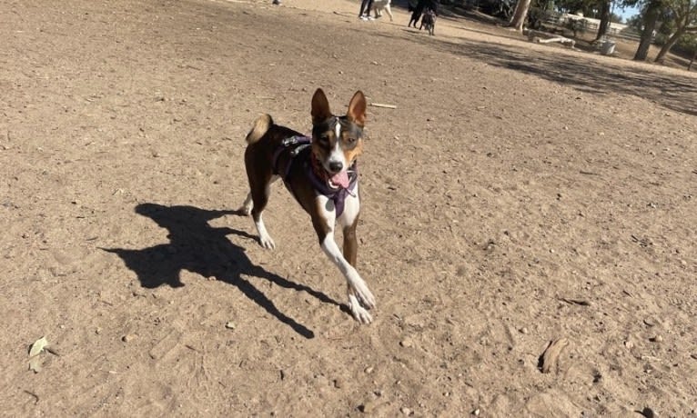 Cocoa, a Basenji tested with EmbarkVet.com