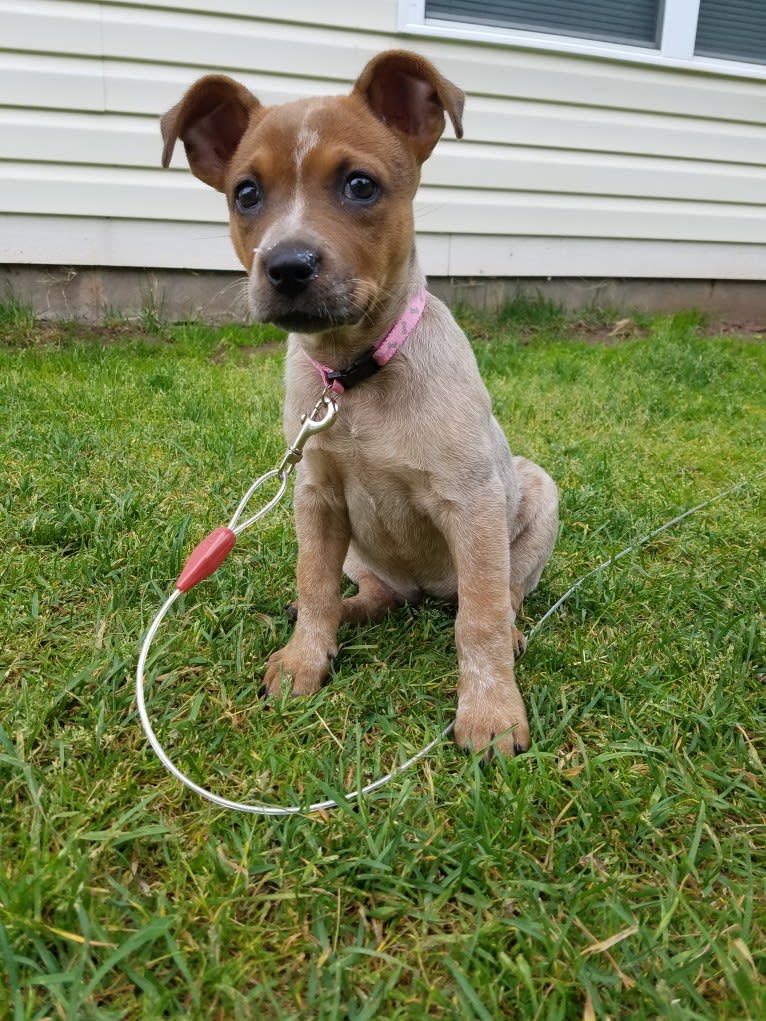 Tulsa Bleu, an Australian Cattle Dog and American Pit Bull Terrier mix tested with EmbarkVet.com