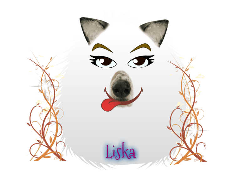 Liska, a Siberian Husky and German Shepherd Dog mix tested with EmbarkVet.com