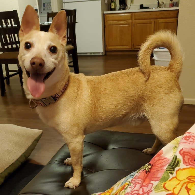 Basil, a Chihuahua and Miniature Pinscher mix tested with EmbarkVet.com