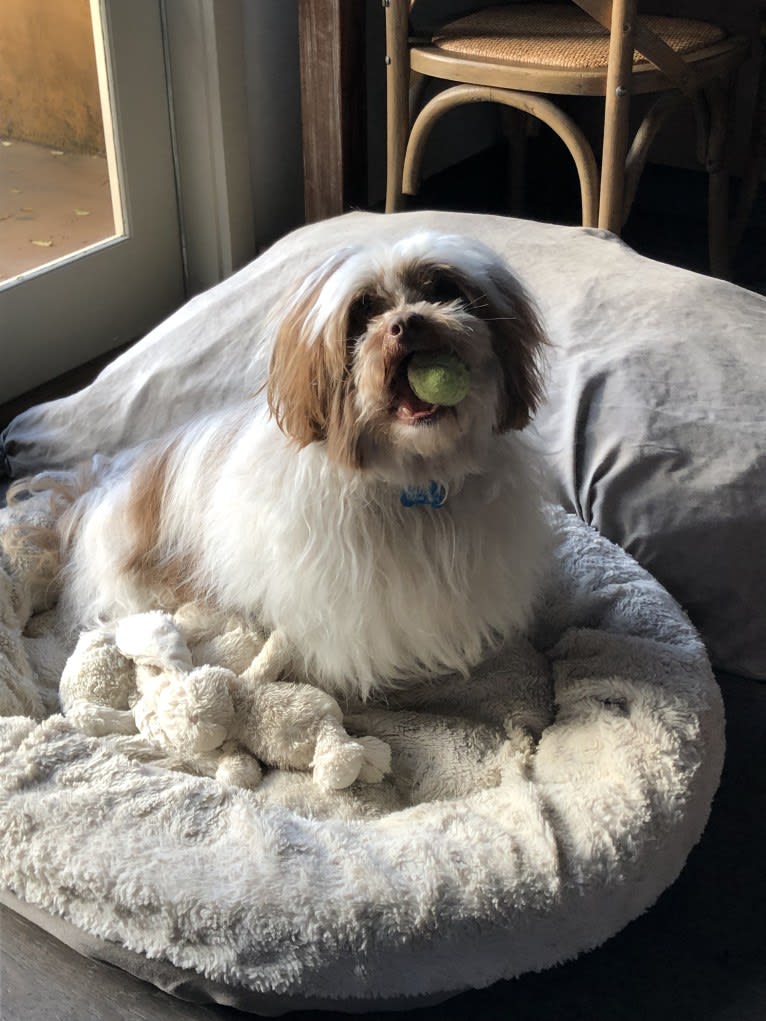 Miggy, a Shihpoo (11.3% unresolved) tested with EmbarkVet.com