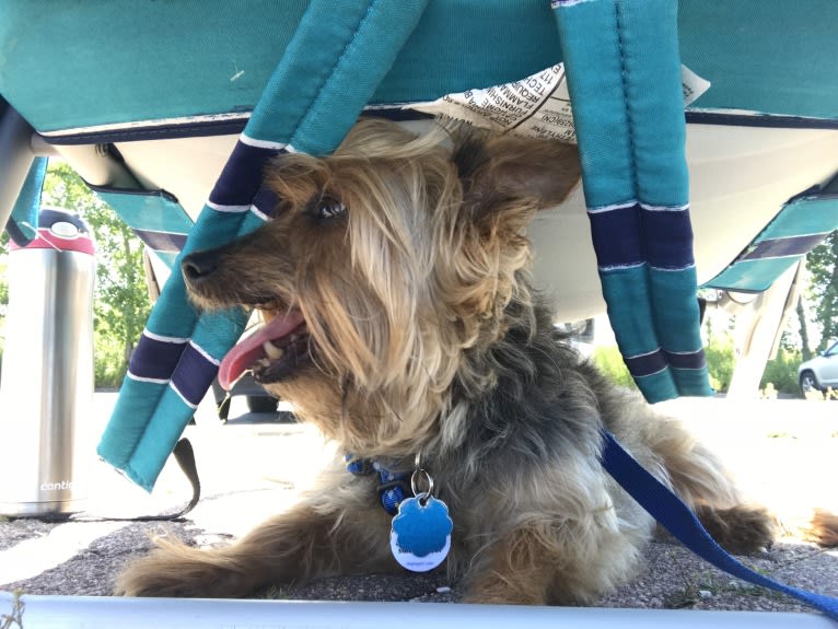 Diesel, a Silky Terrier tested with EmbarkVet.com